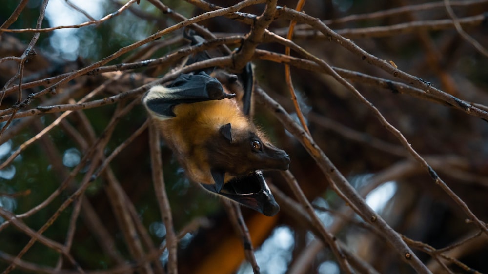 Un pipistrello appeso a testa in giù su un ramo di un albero