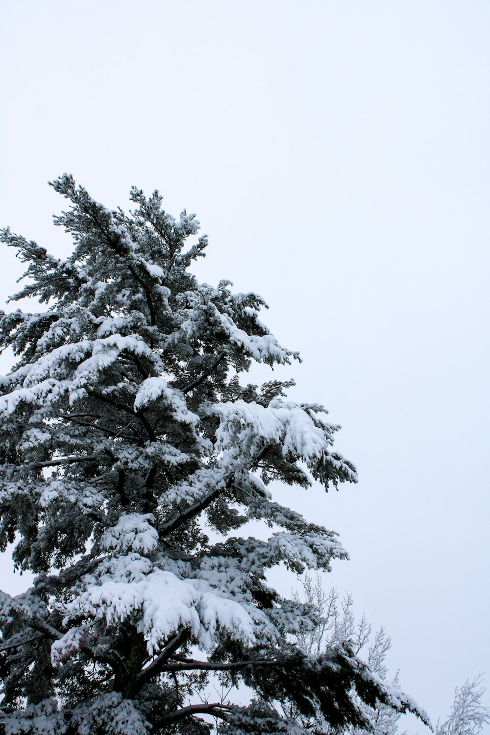 a large pine tree covered in snow on a snowy day