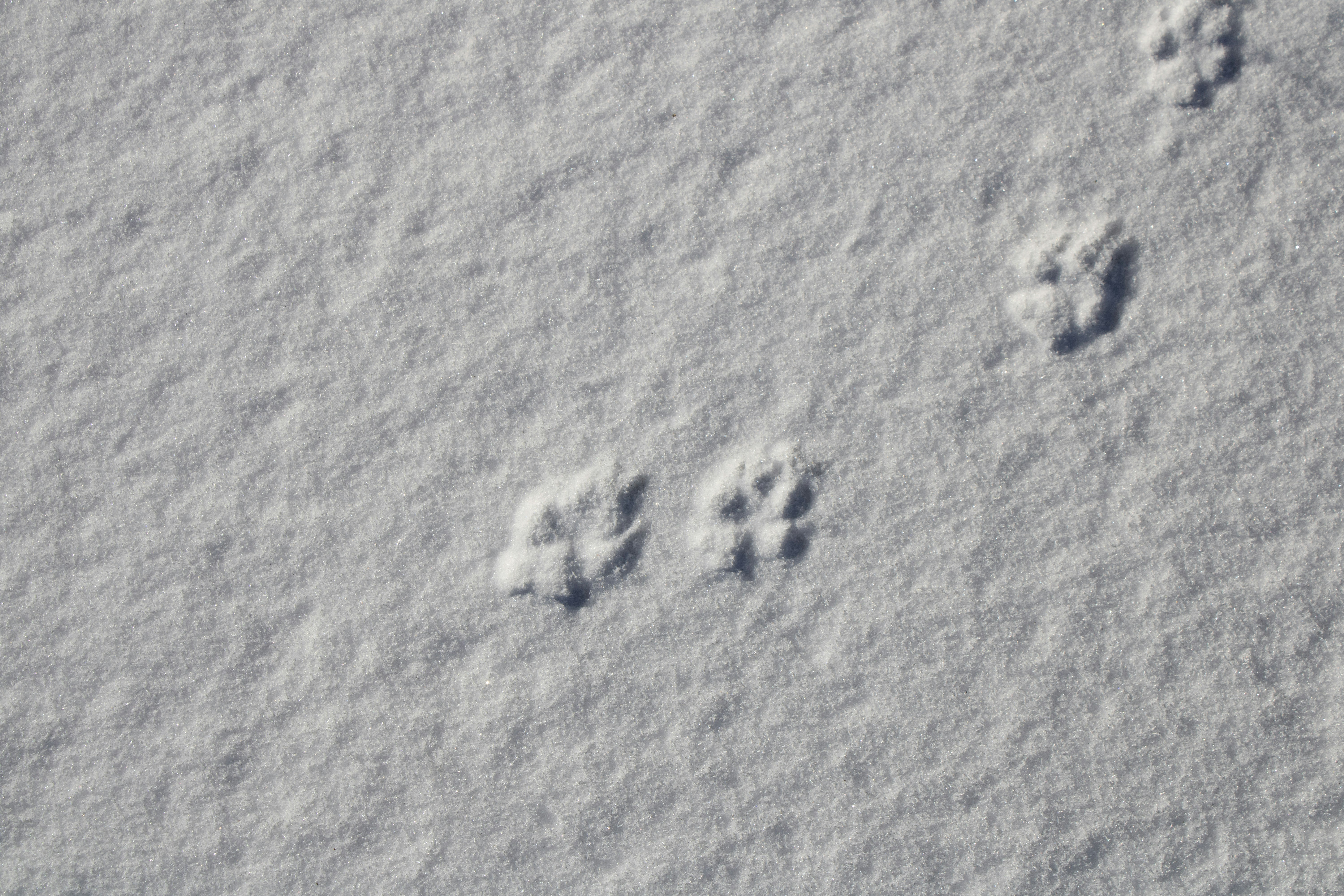 Paws That Print in Snow (image credits: unsplash)