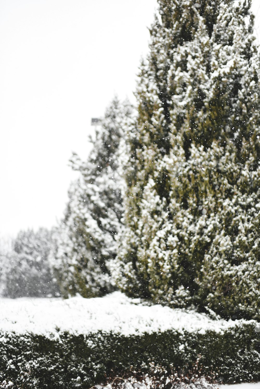 a snow covered park bench in front of a tree