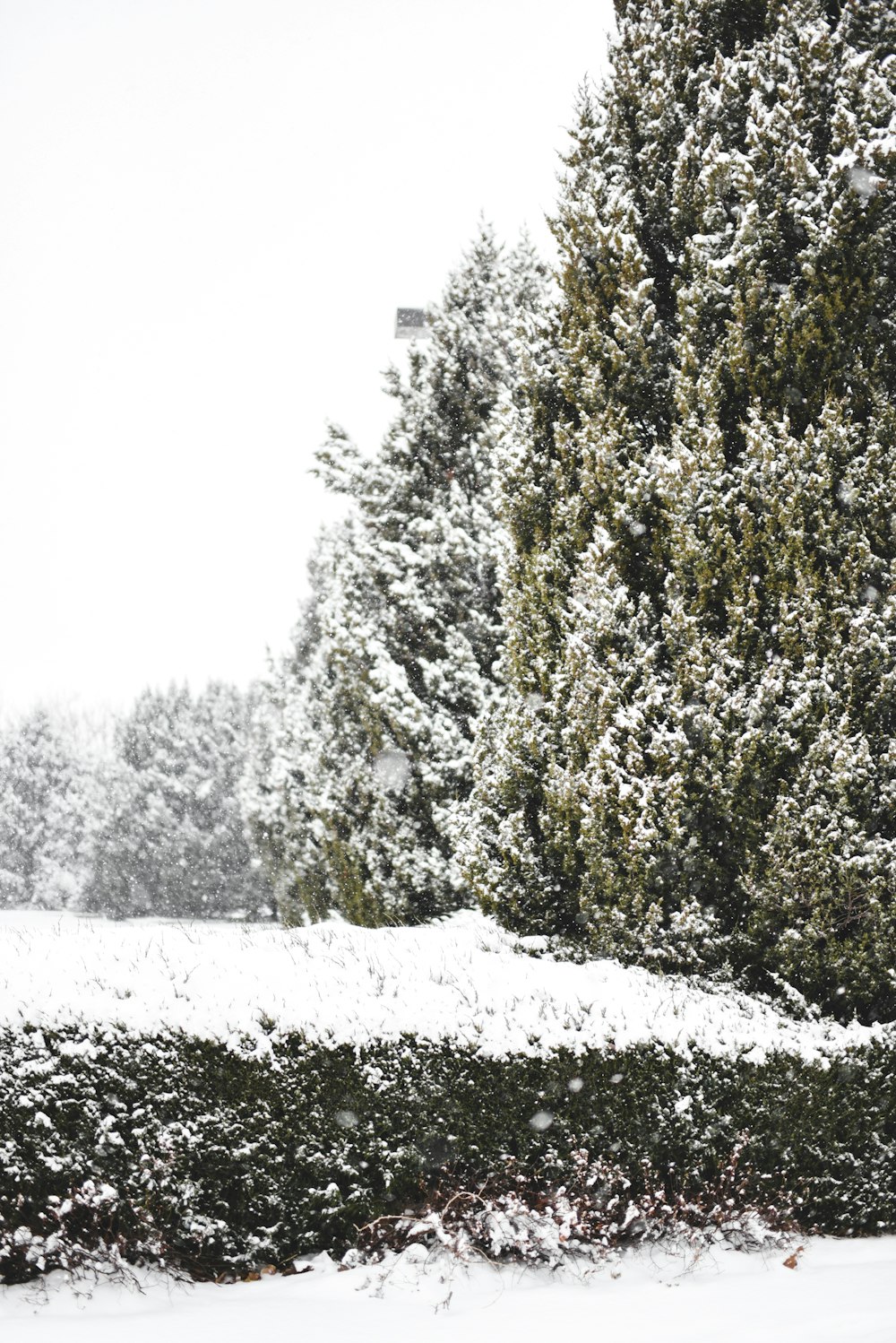 a snow covered park bench in front of a tree