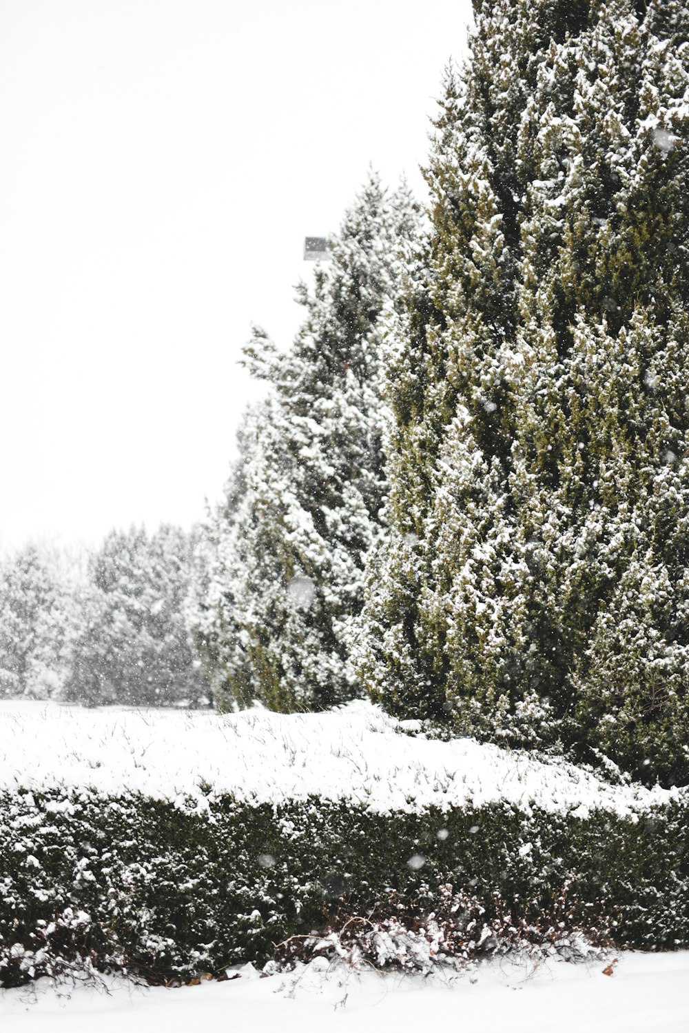 木の前の雪に覆われた公園のベンチ