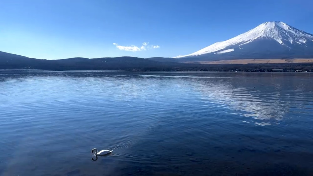 a bird swimming in a lake with a mountain in the background