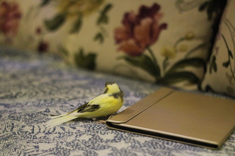 a small yellow bird sitting on top of a bed