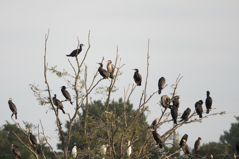 a flock of birds sitting on top of a tree