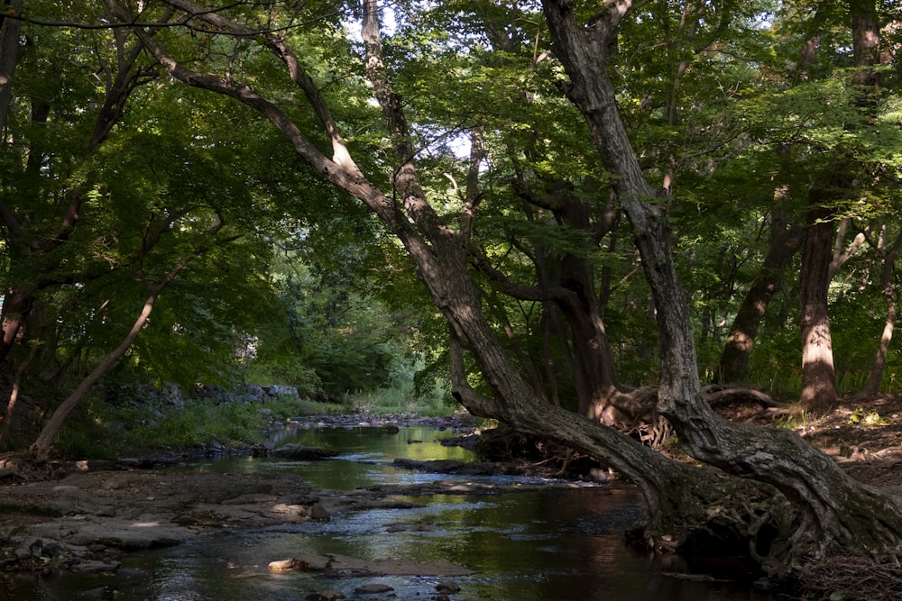 a river running through a lush green forest