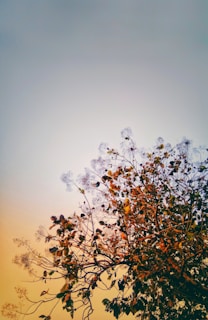 A tree with sparse foliage silhouetted against a gradient sky transitioning from orange to blue. The branches are decorated with fine, delicate details resembling lacework.