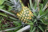 A ripe pineapple with a green top is nestled among long, spiky green leaves in a natural garden setting. The pineapple's skin is textured with a mix of yellow and green hues, indicating ripeness.