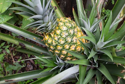 A ripe pineapple with a green top is nestled among long, spiky green leaves in a natural garden setting. The pineapple's skin is textured with a mix of yellow and green hues, indicating ripeness.