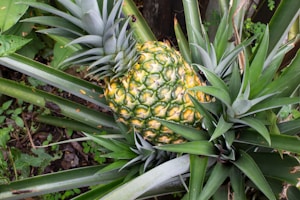 Golden Sweet Pineapples