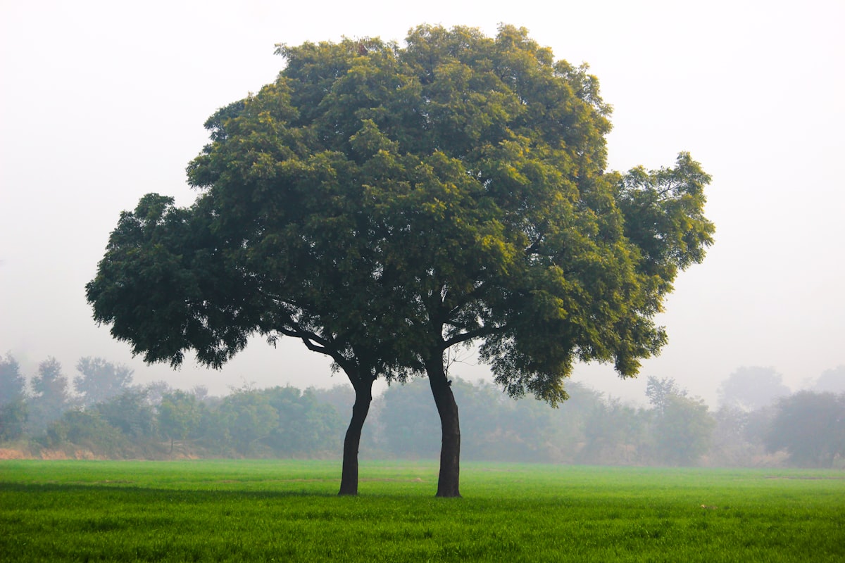 वृक्षारोपण अभियान