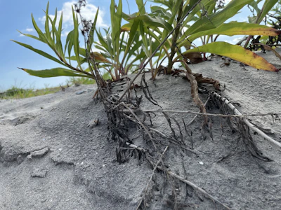 Close-up of fresh salicornia plants growing wild along the rocky Gargano coastline at sunrise.
