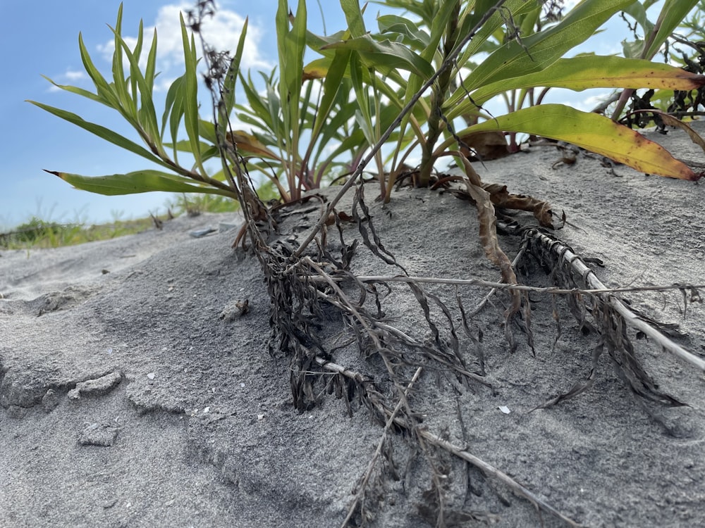 a plant growing out of the sand on a beach