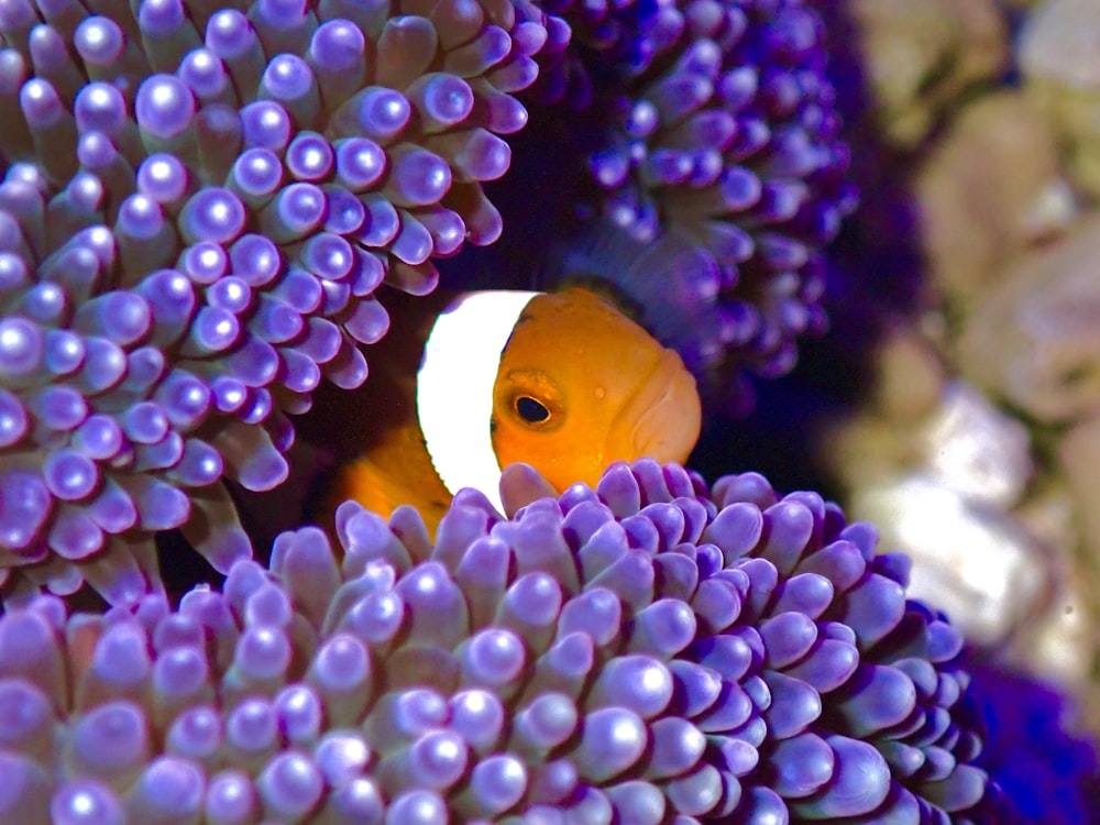 an orange and white clownfish hiding in a sea anemone