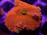 a close up of an orange and purple coral