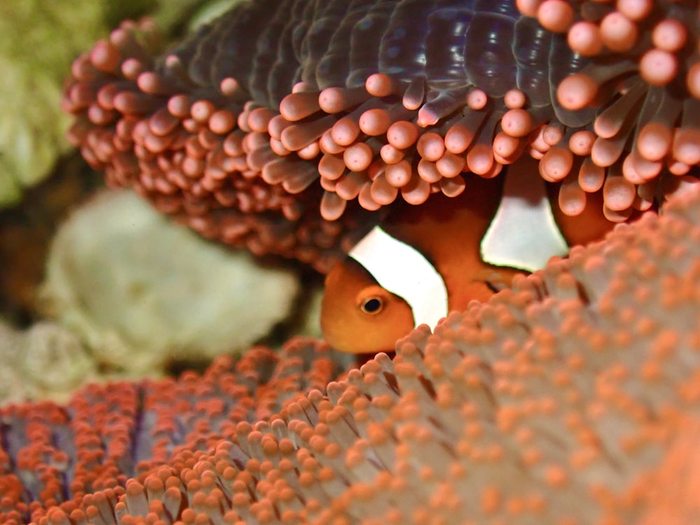 an orange and white fish hiding in a coral