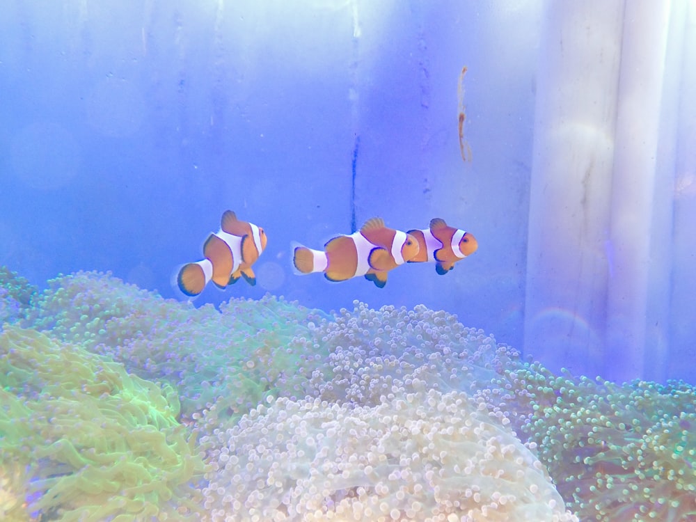 a couple of clown fish swimming in an aquarium