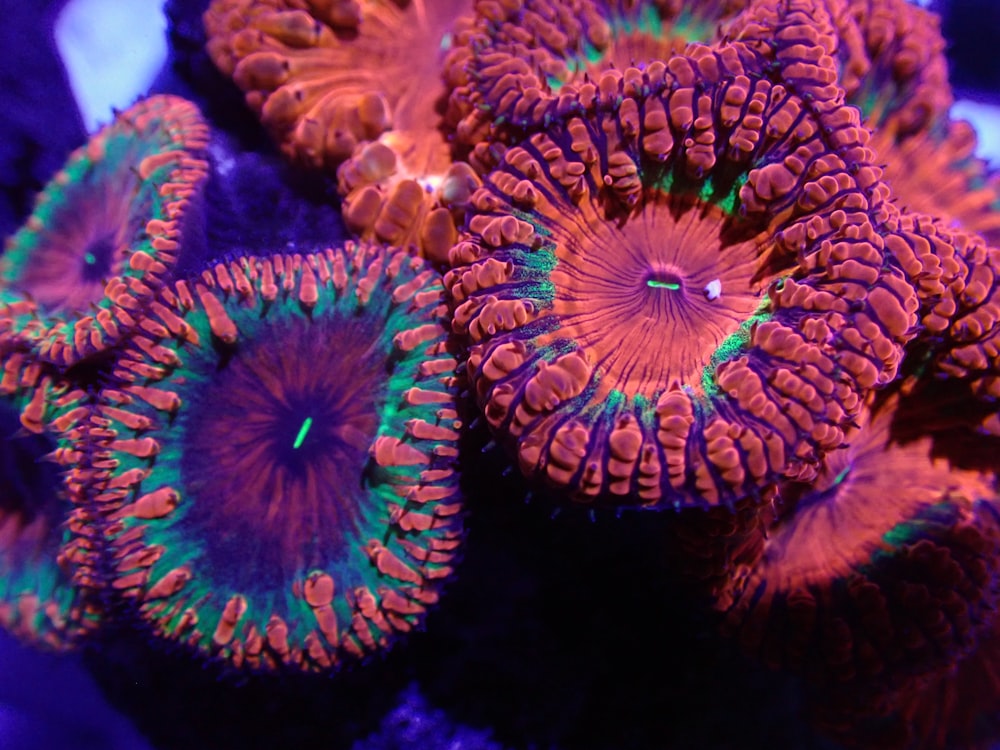 a close up of a purple and green coral