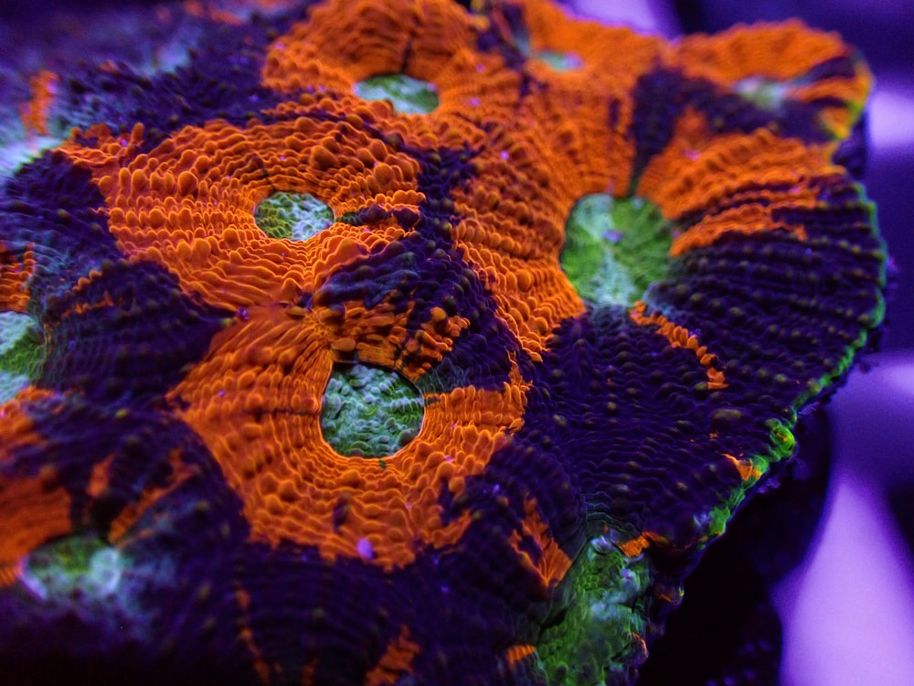 a close up of a purple and orange flower