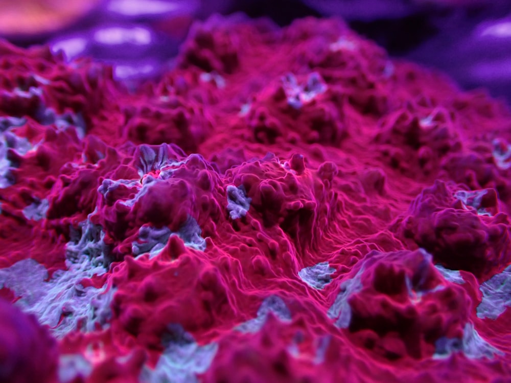 a close up of a red and purple substance
