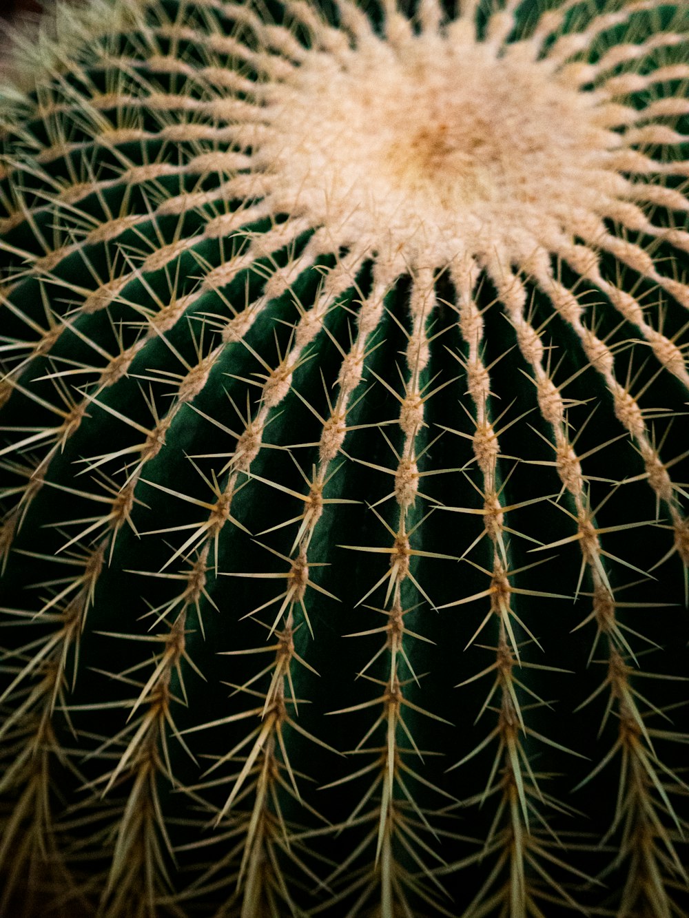 un gros plan d’un cactus avec de très longues aiguilles