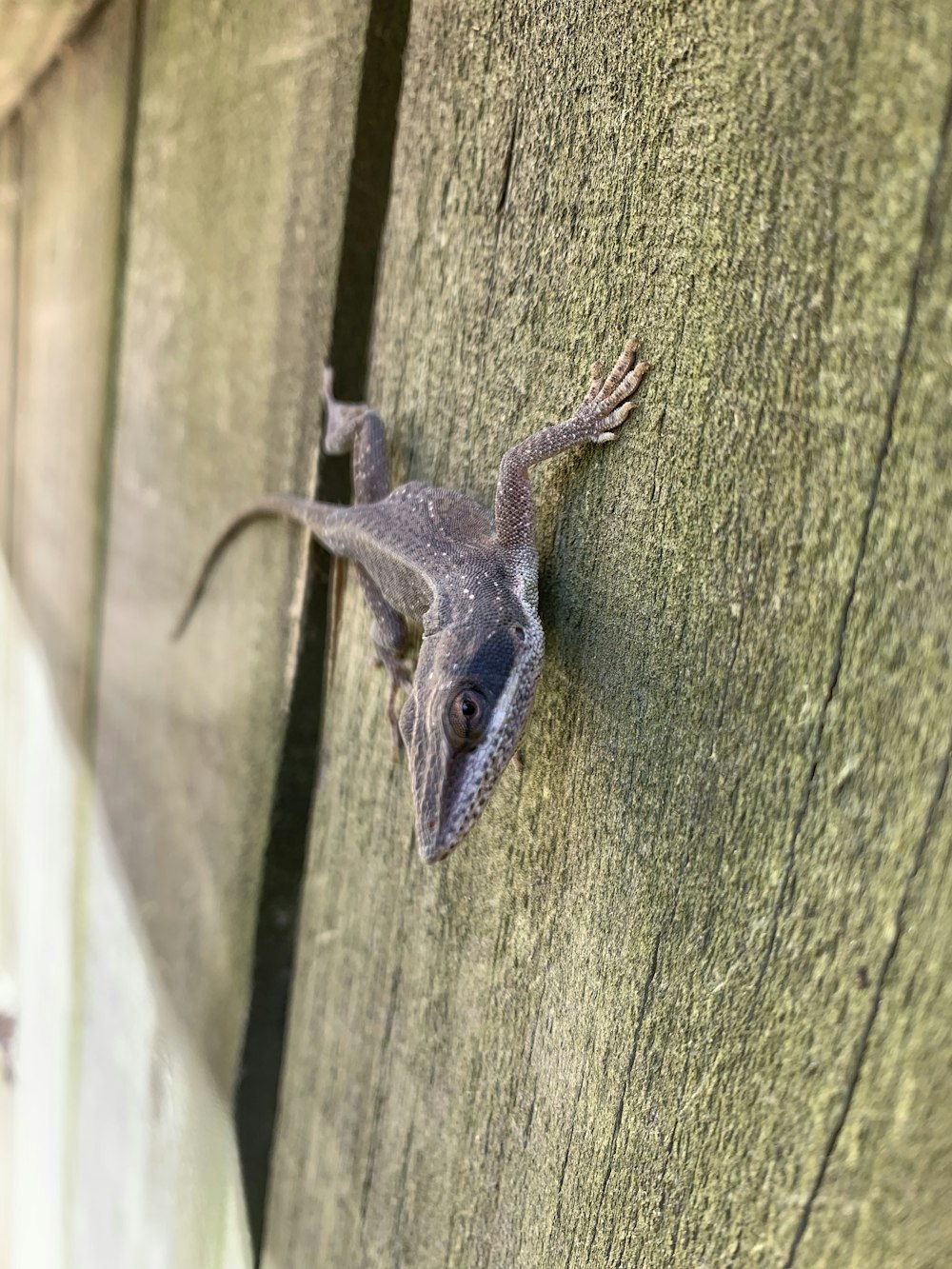 a small lizard is climbing up the side of a wooden fence