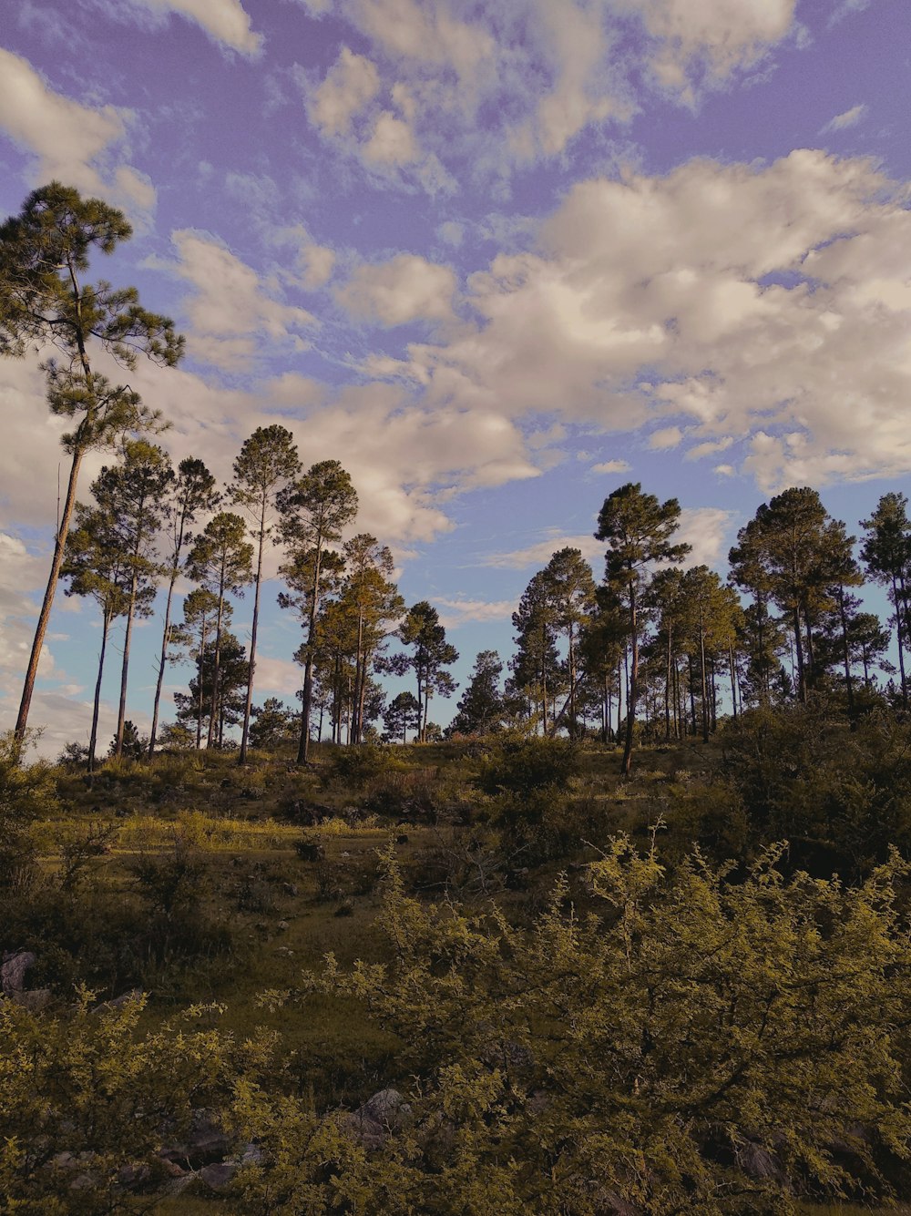 a group of trees on a hill under a cloudy sky