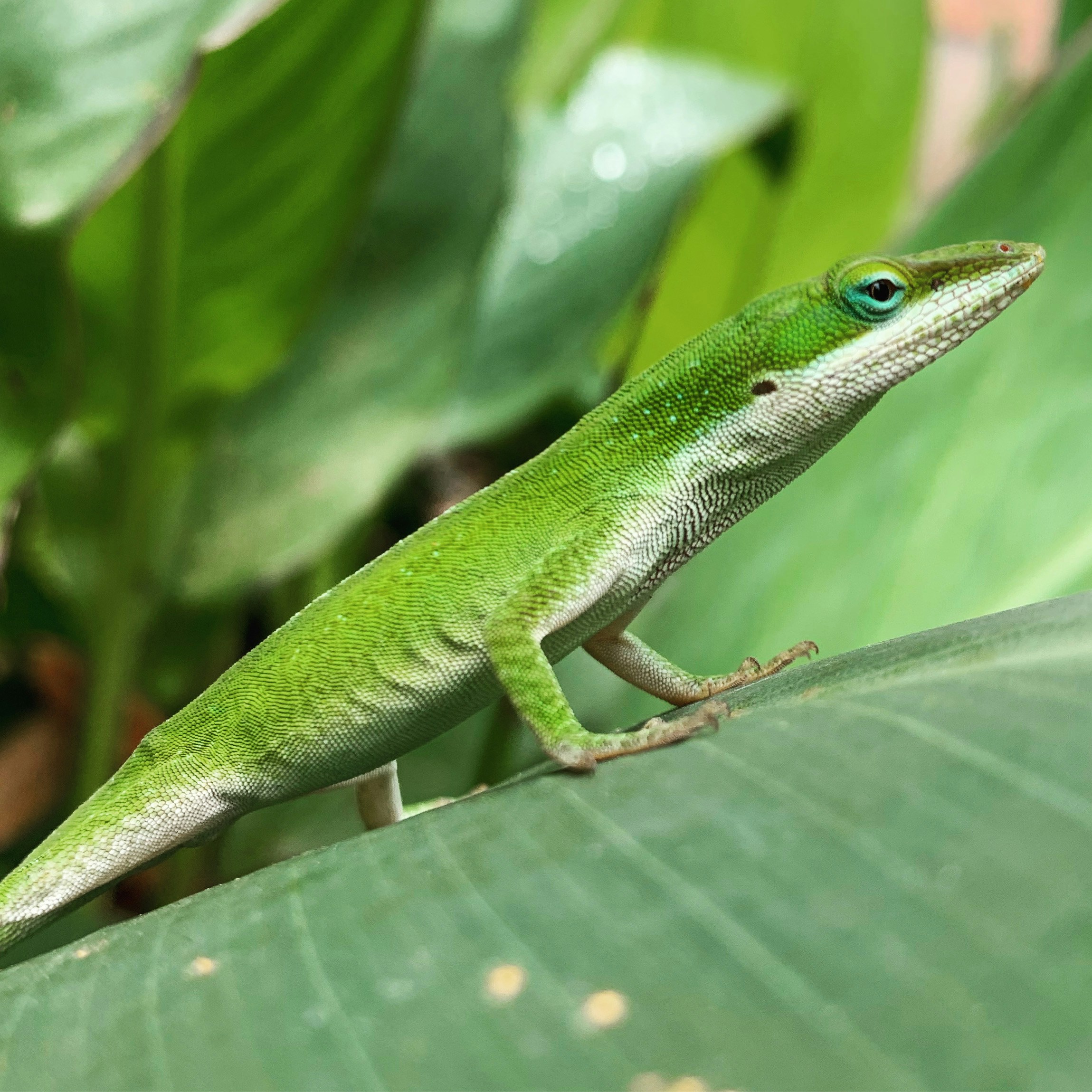 Green anole basking in sun on canna lily leaf