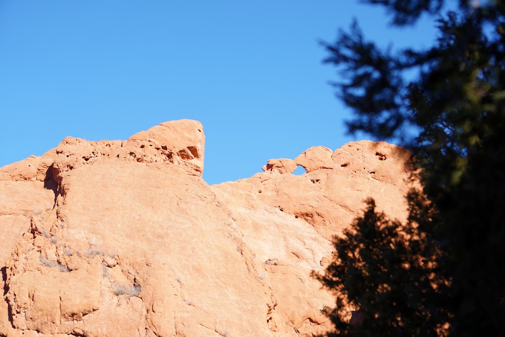 a bird is perched on top of a rock