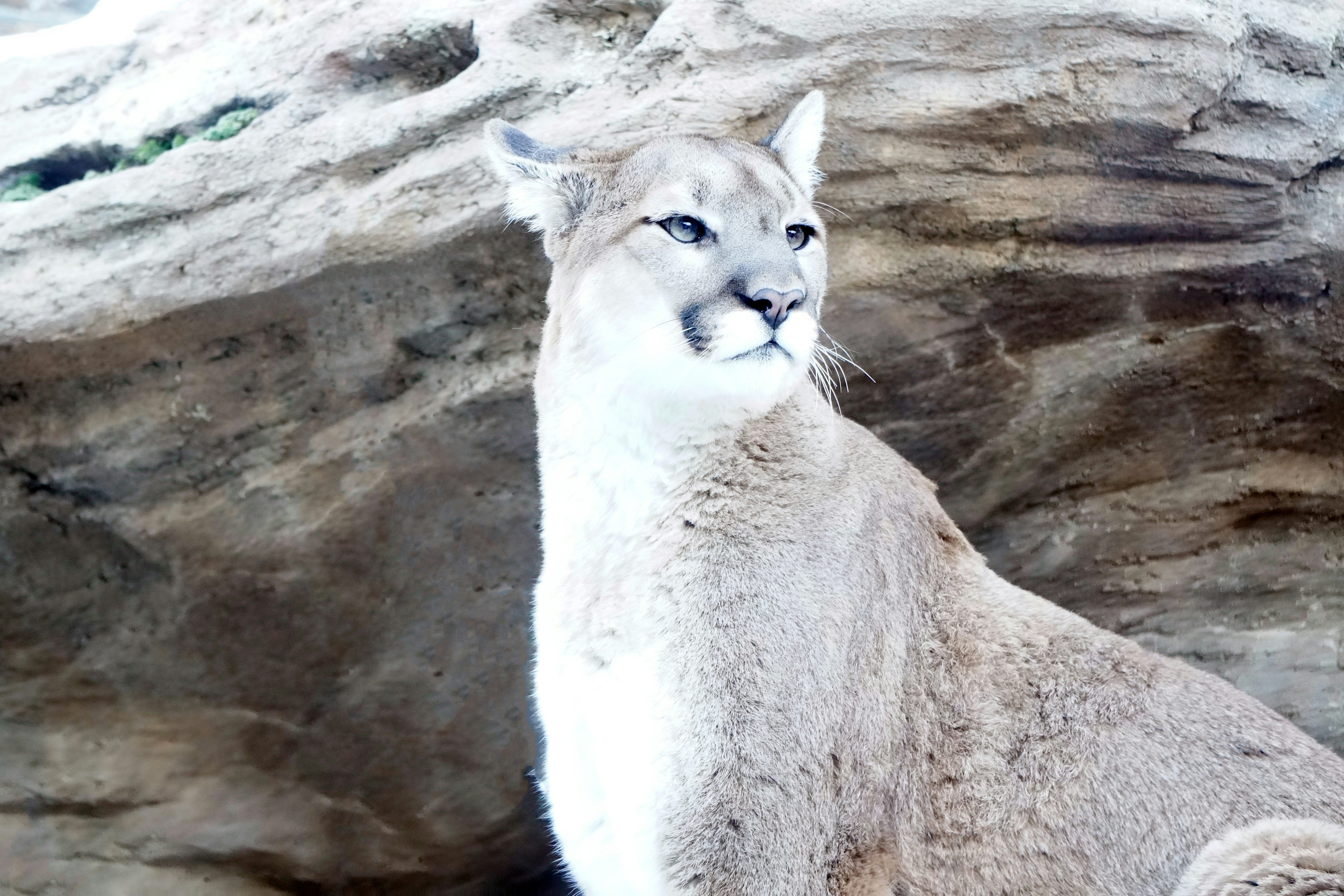 Pumas: Solitary Strength (image credits: unsplash)