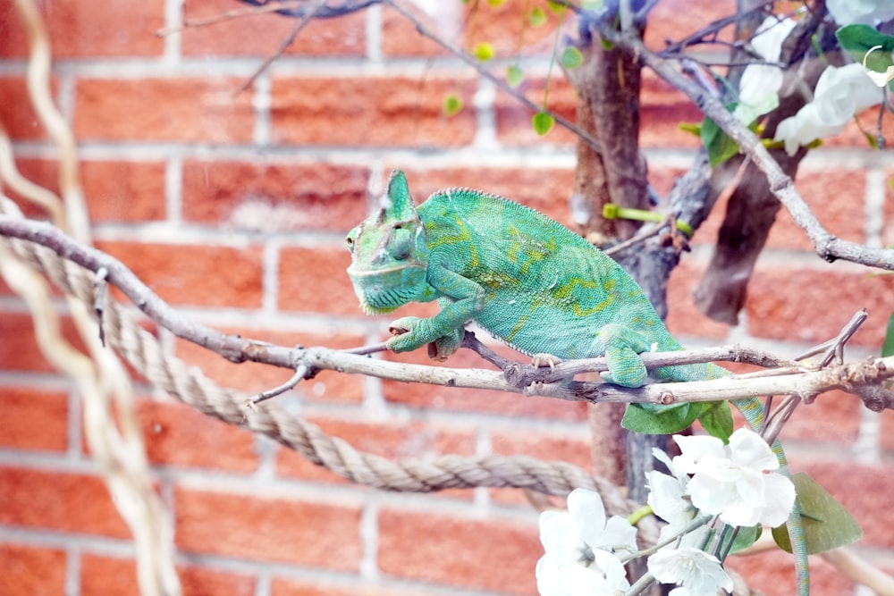 a green chamelon sitting on a branch of a tree