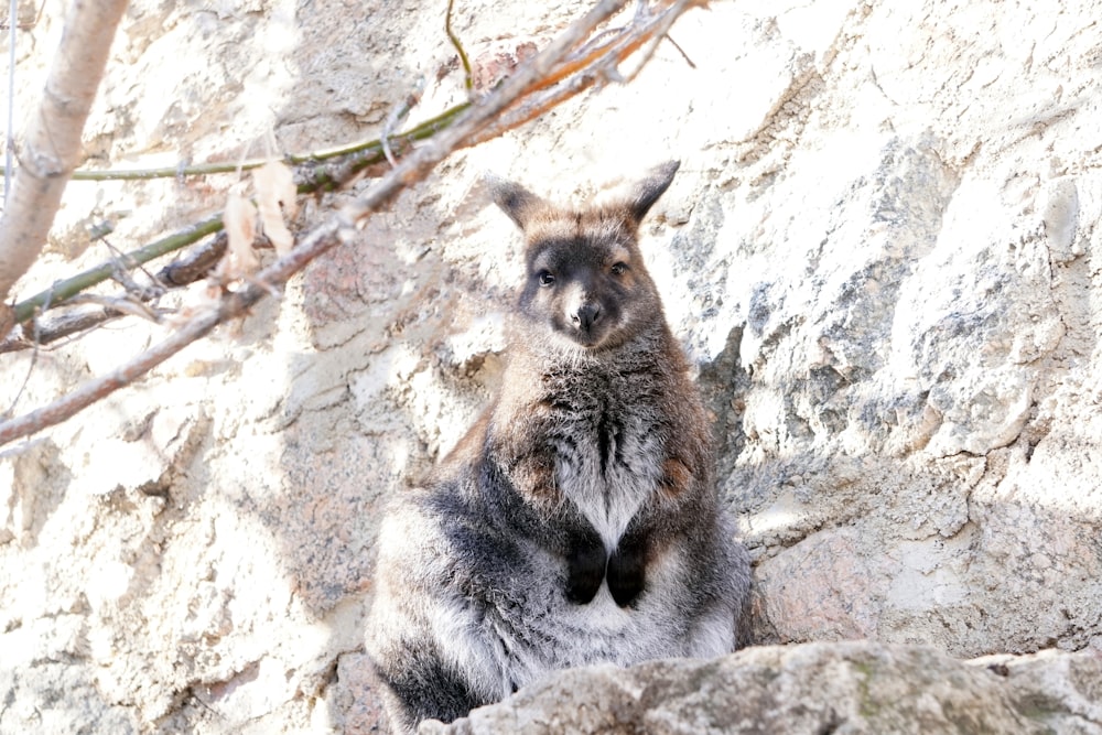 a kangaroo standing on its hind legs on a rock