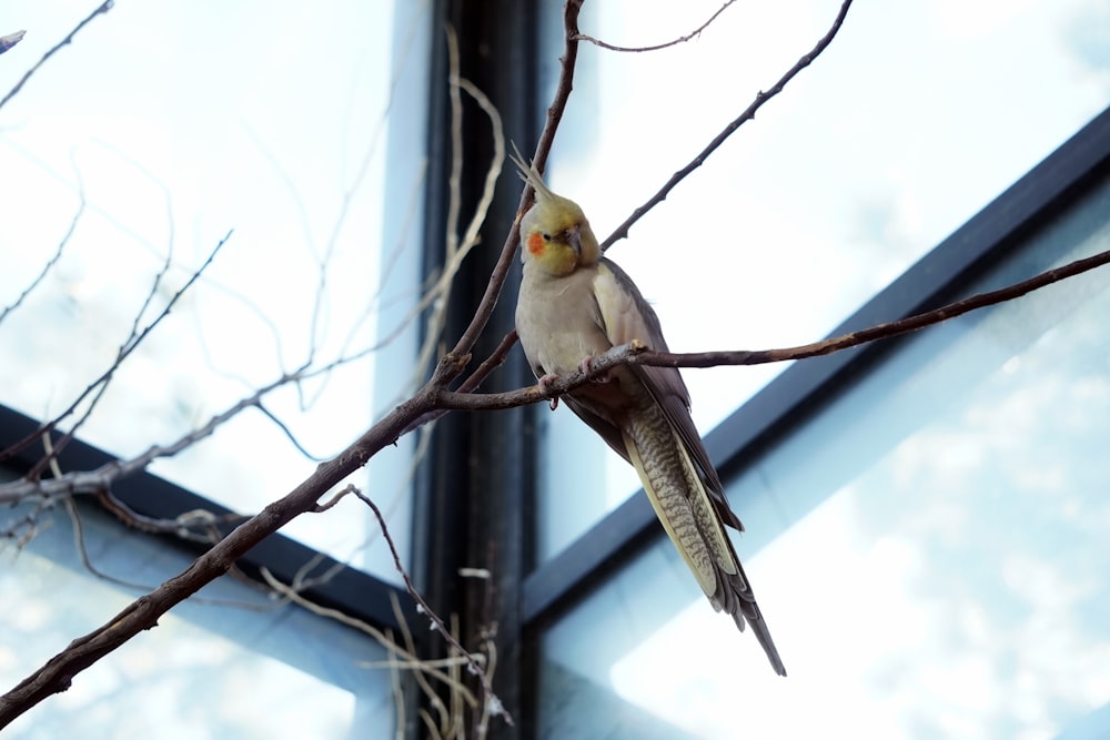 a bird perched on a branch of a tree