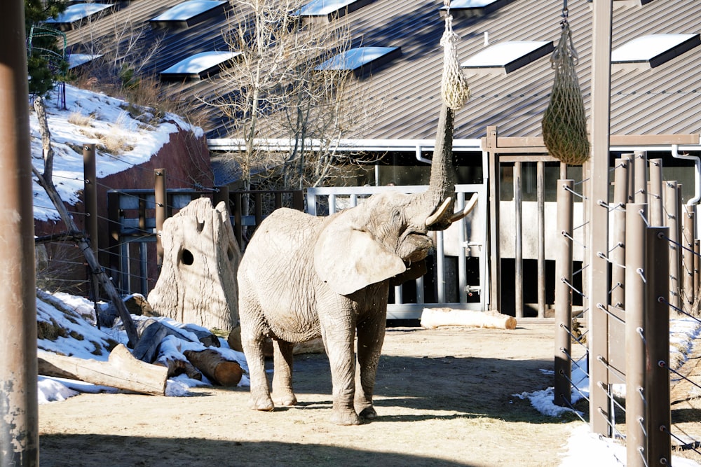 an elephant is standing in a snowy enclosure