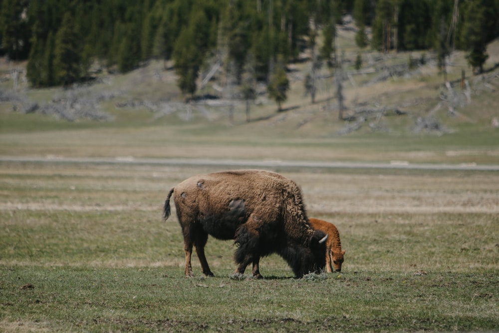 a bison and a calf grazing in a field