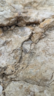 A close-up of a unique fossil discovered during excavation.