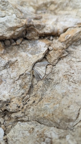 A close-up of delicate 55-million-year-old fossils found on Fur Island's rocky shore.