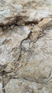 A close-up view of a textured rock surface with layers of sediment and a visible fossil embedded within. The fossil appears to be a shell, partially uncovered from the surrounding stone.
