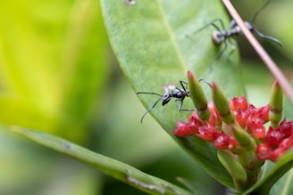 Close-up of ants being treated with green pest control solutions near a home garden.