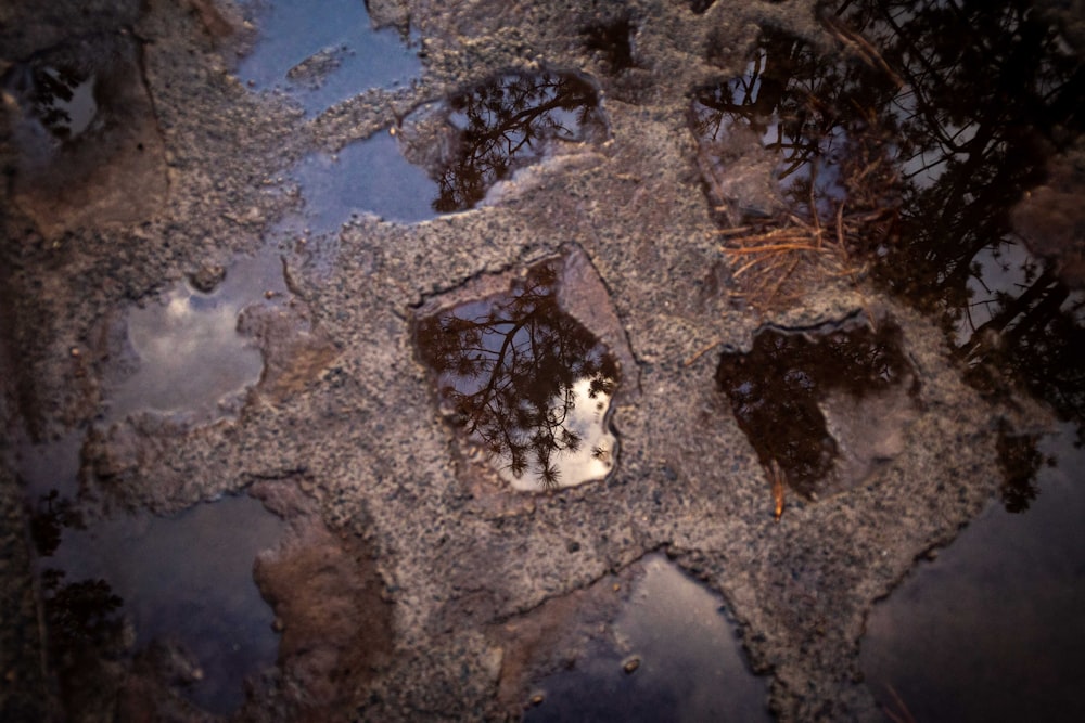 a reflection of a cat in a puddle of water