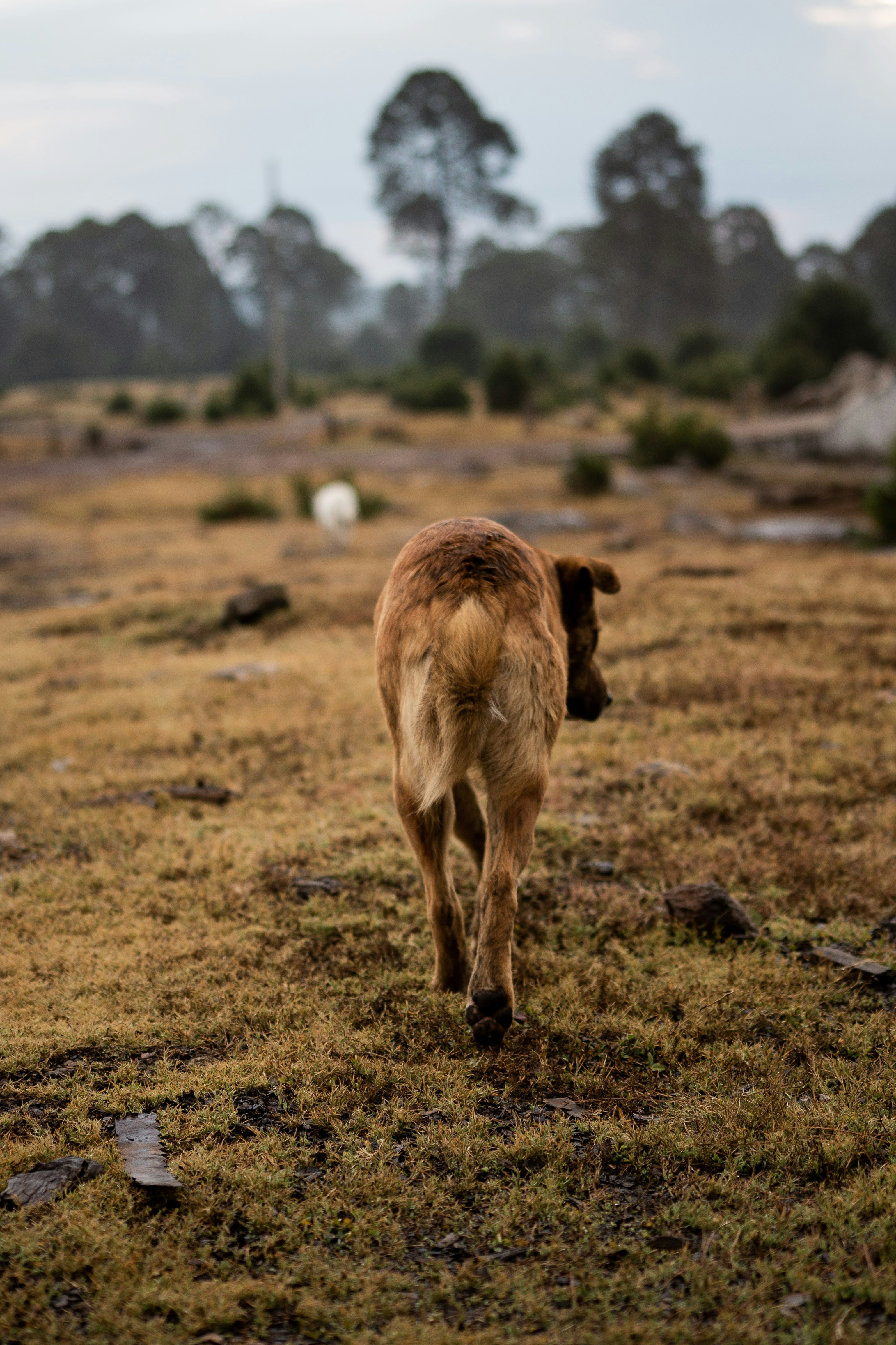 a brown dog walking across a grass covered field