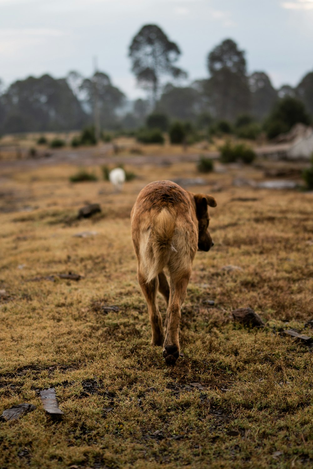 a brown dog walking across a grass covered field