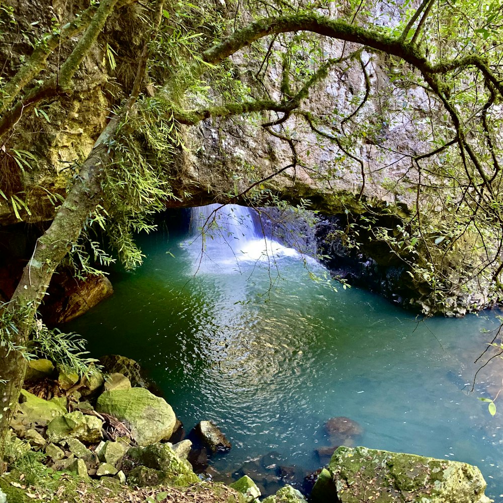 a river running through a lush green forest