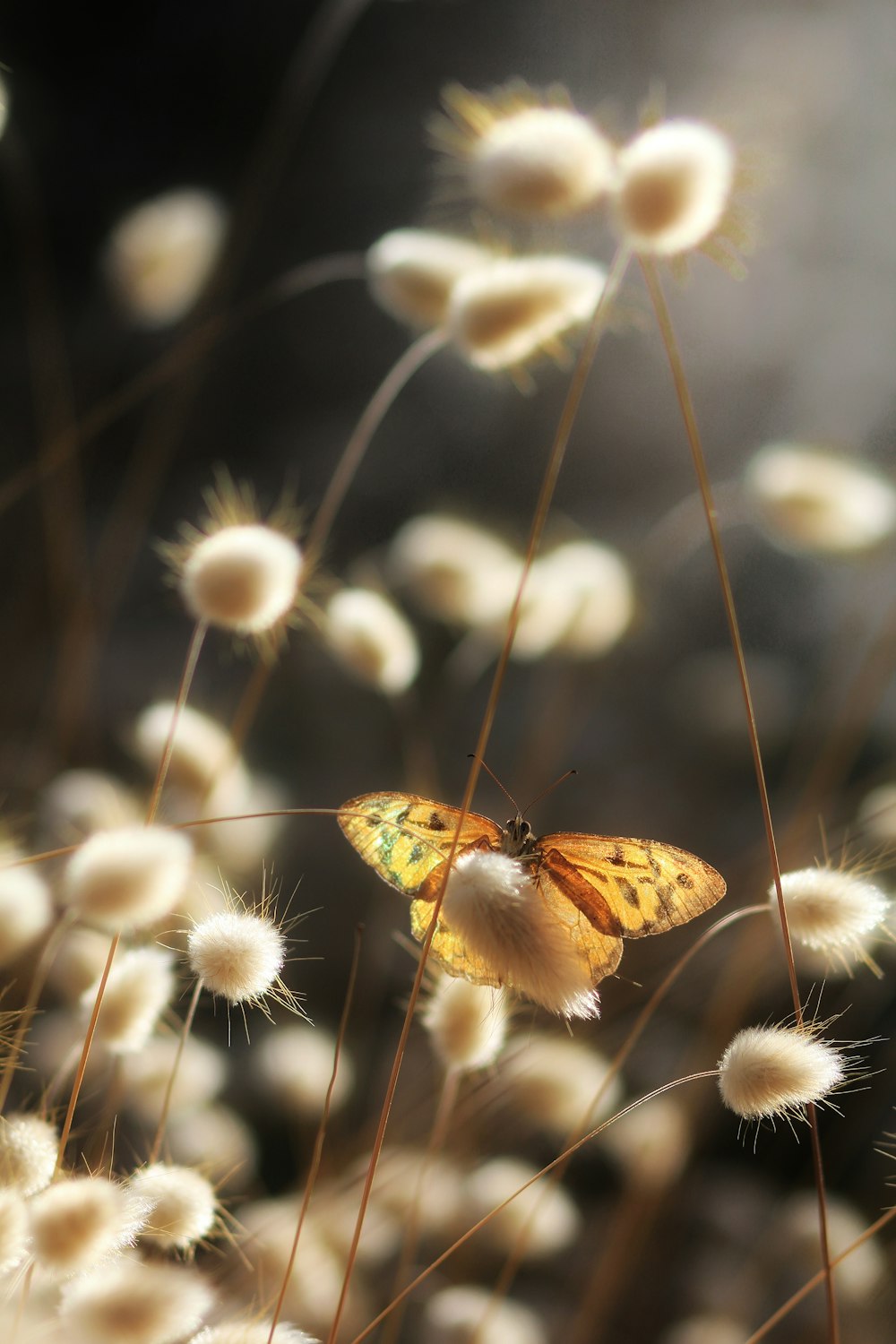 a yellow butterfly sitting on top of a white flower