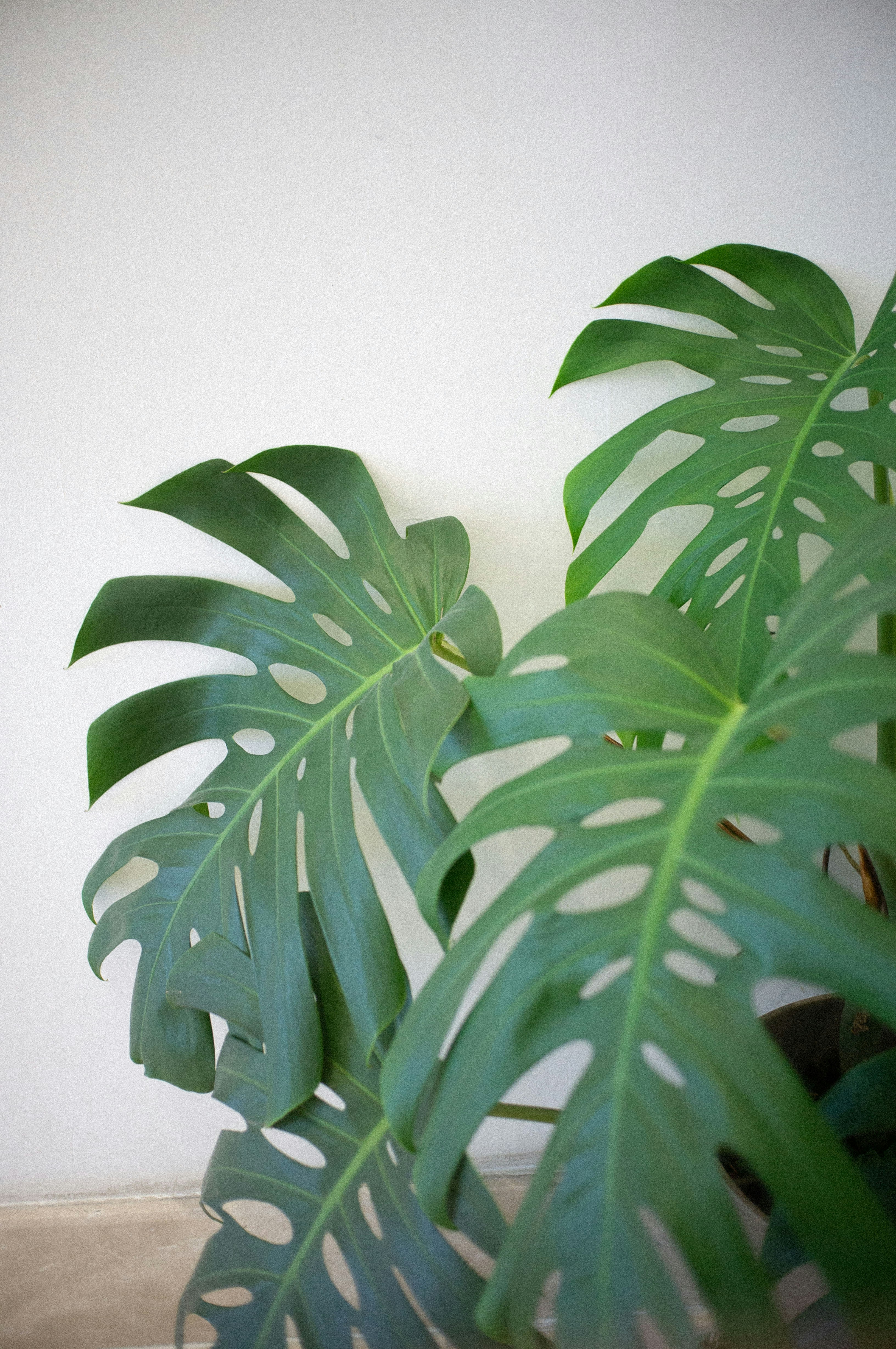 Photo by davidkristianto