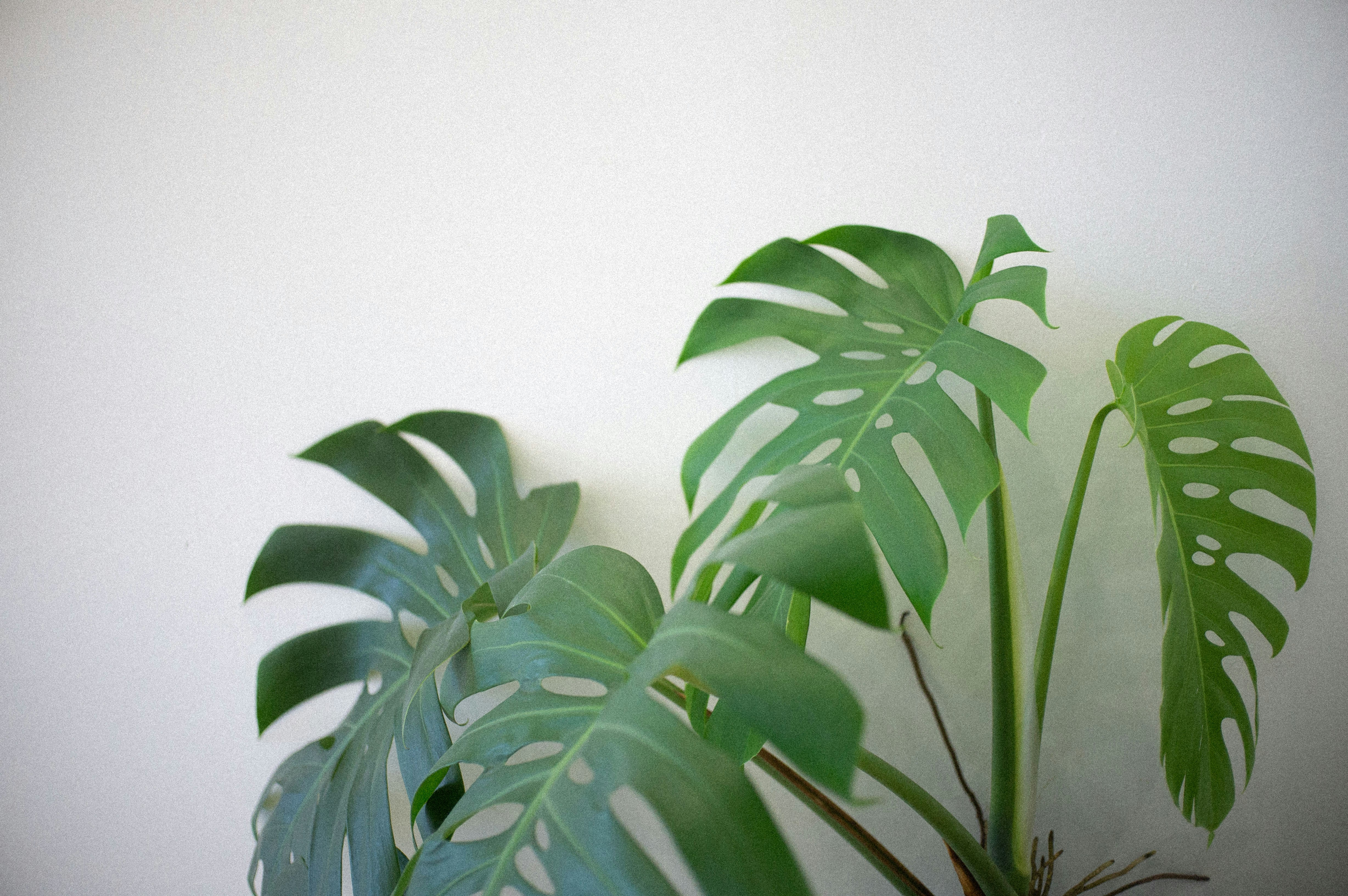 Photo by davidkristianto