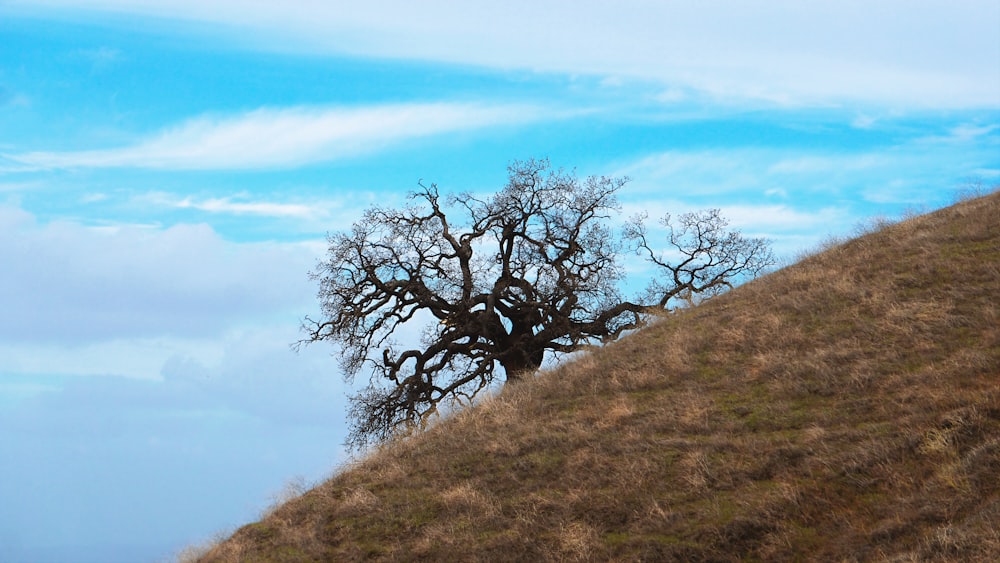 a lone tree sitting on top of a hill