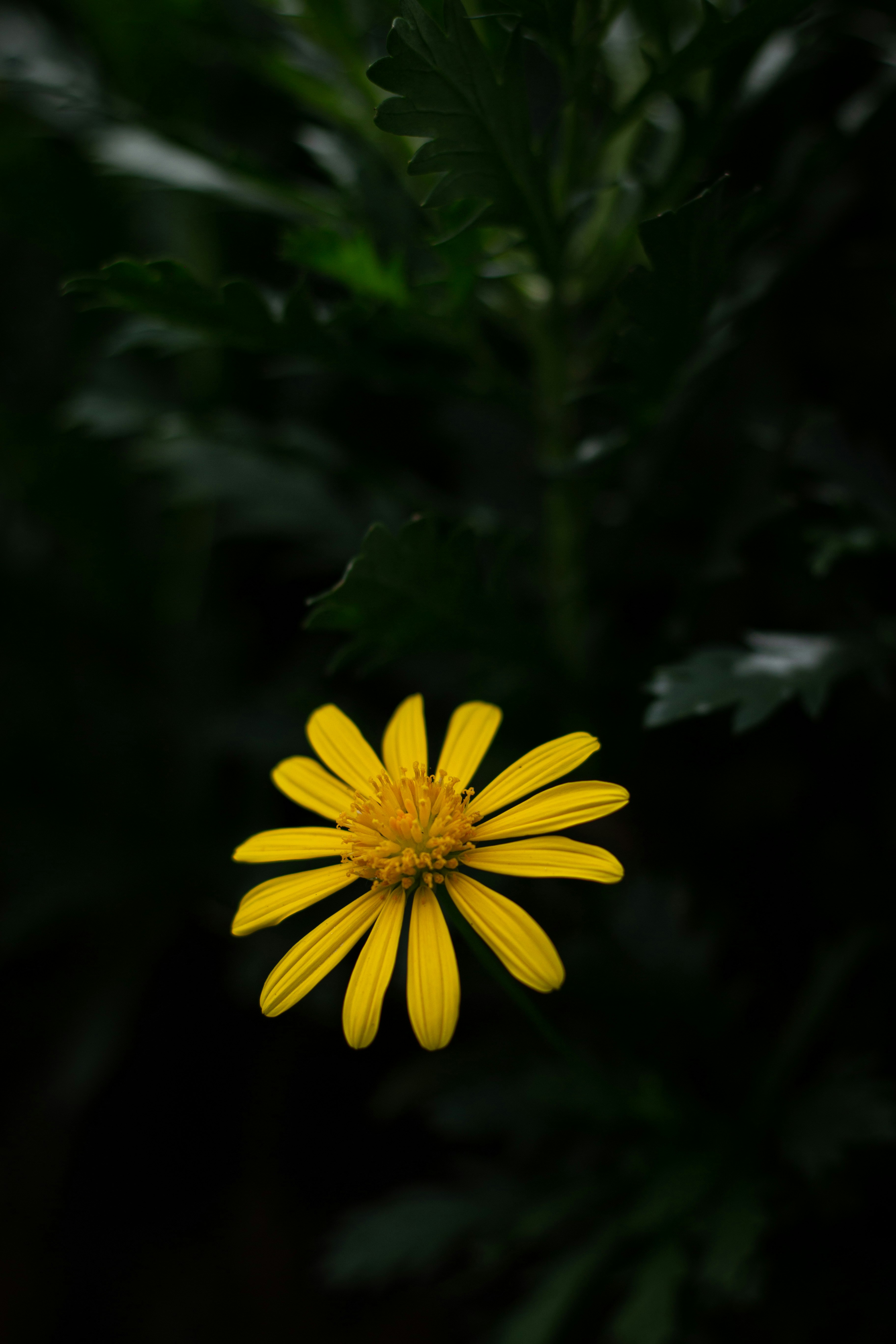 Photo by chathuraanuradha