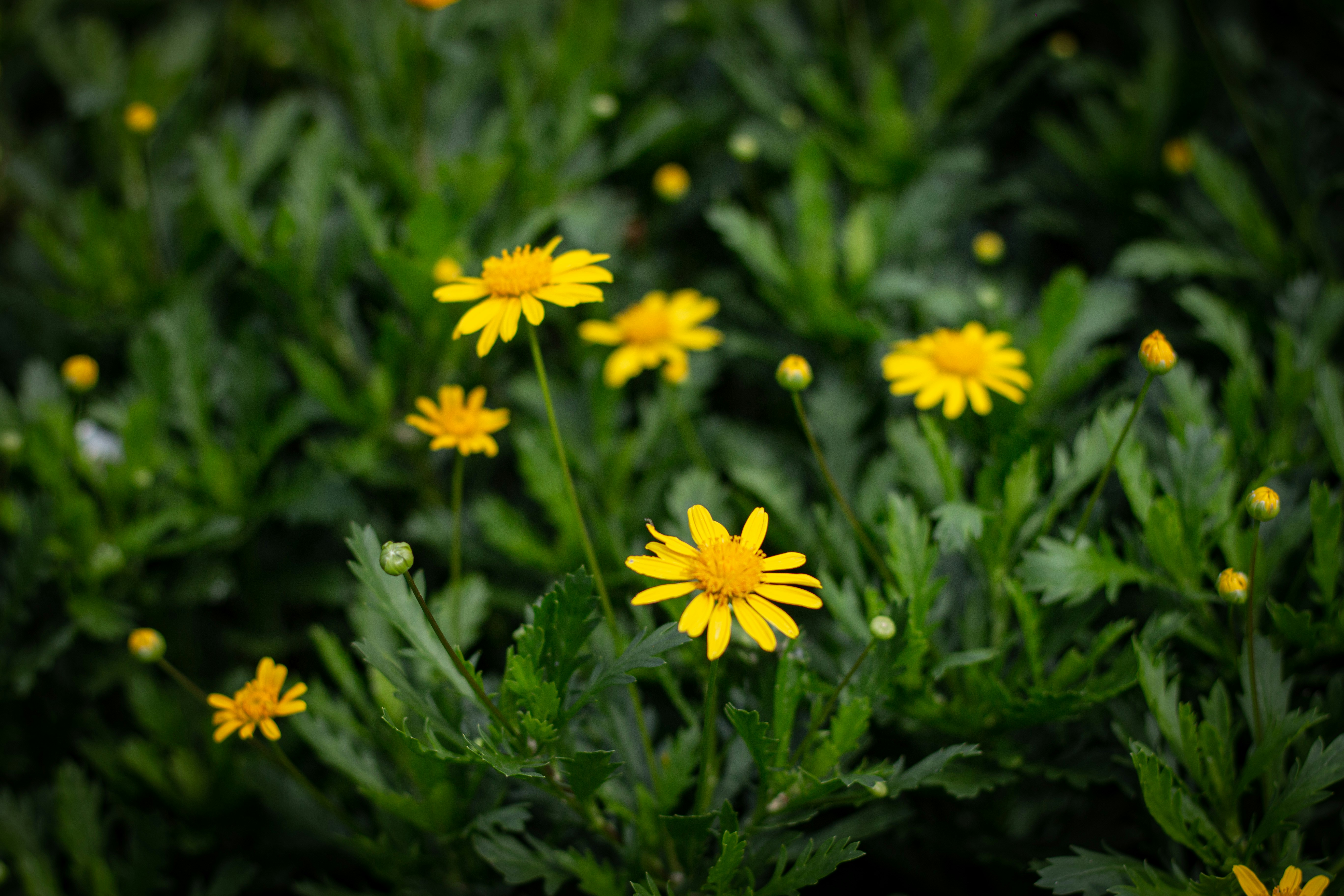 Photo by chathuraanuradha