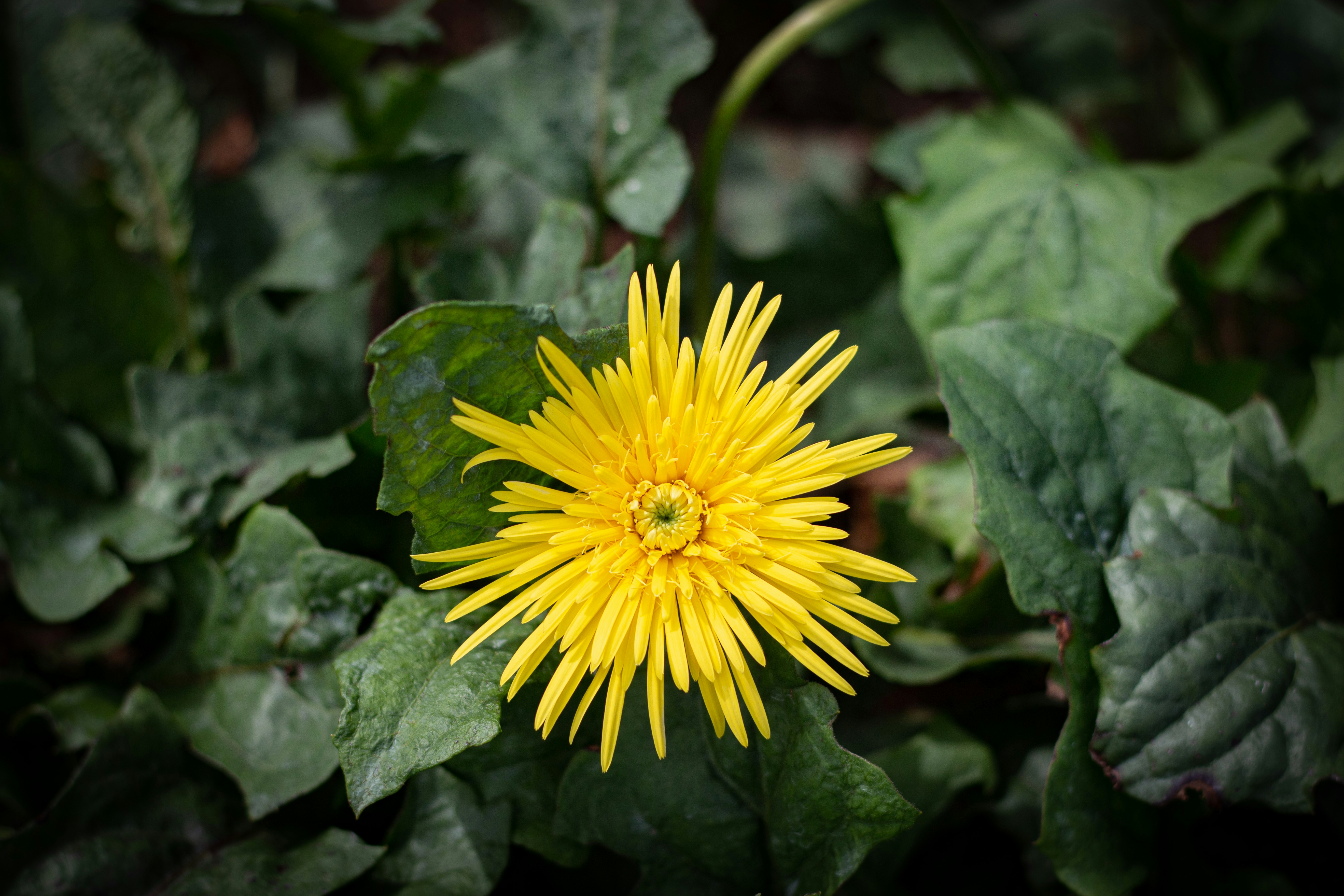 Photo by chathuraanuradha